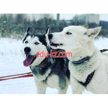 Зимние развлечения Катание на хаски Huskyworld.ru - на портале на relax555.ru