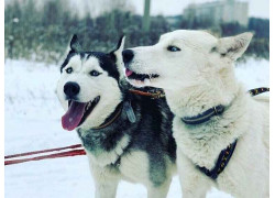 Катание на хаски Huskyworld.ru